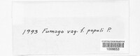 Fumago vagans image